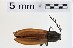 Foto (Dorsalansicht) von Anostirus atropilosus (NHMW-ZOO-COL-0011429)